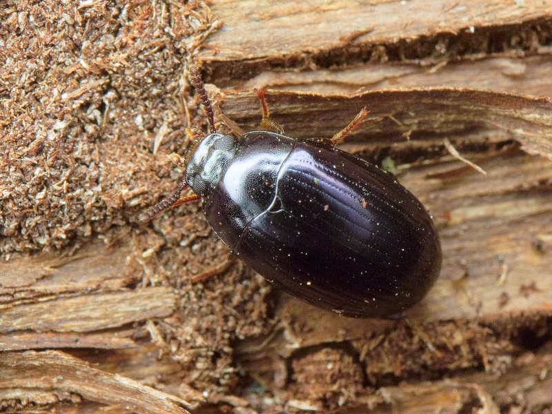 Platydema violaceum (Fabricius, 1790)